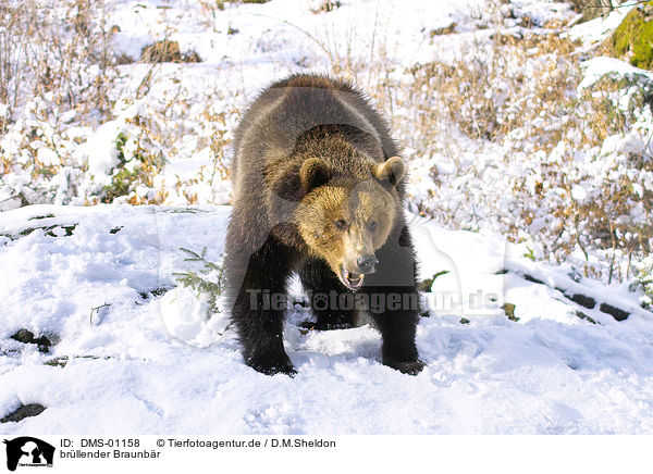 brllender Braunbr / roaring brown bear / DMS-01158
