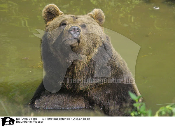 Braunbr im Wasser / brown bear in water / DMS-01186