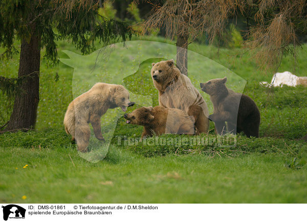 spielende Europische Braunbren / playing european brown bears / DMS-01861