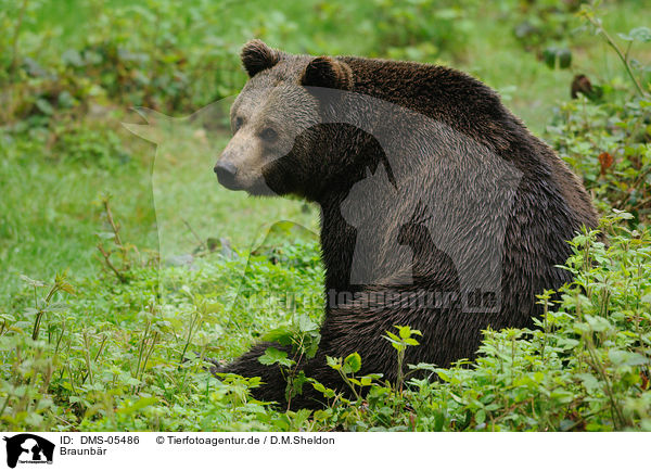 Braunbr / brown bear / DMS-05486