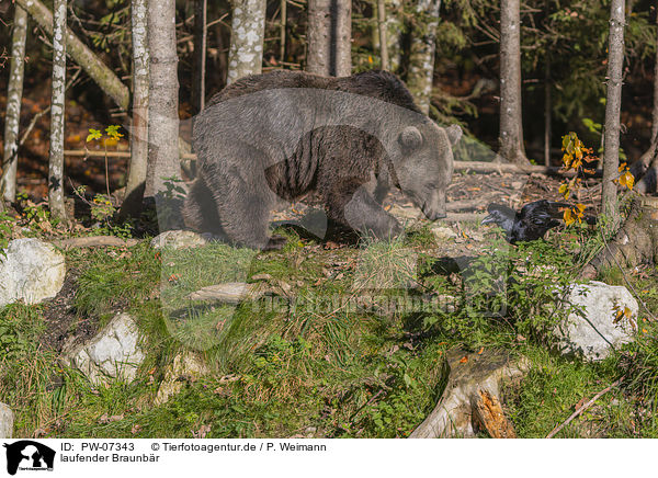 laufender Braunbr / walking Brown Bear / PW-07343