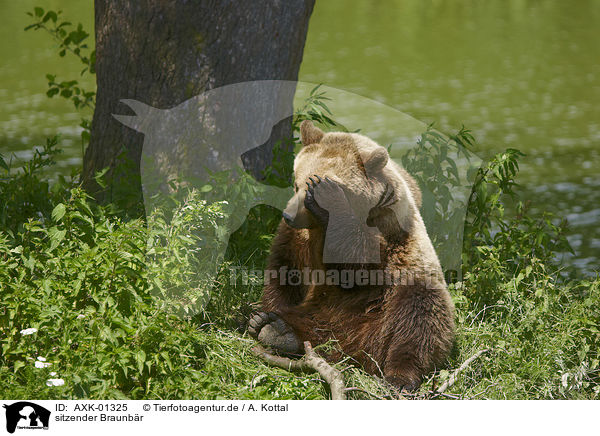 sitzender Braunbr / sitting Brown Bear / AXK-01325