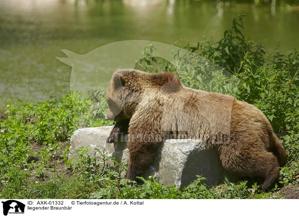 liegender Braunbr / lying Brown Bear / AXK-01332