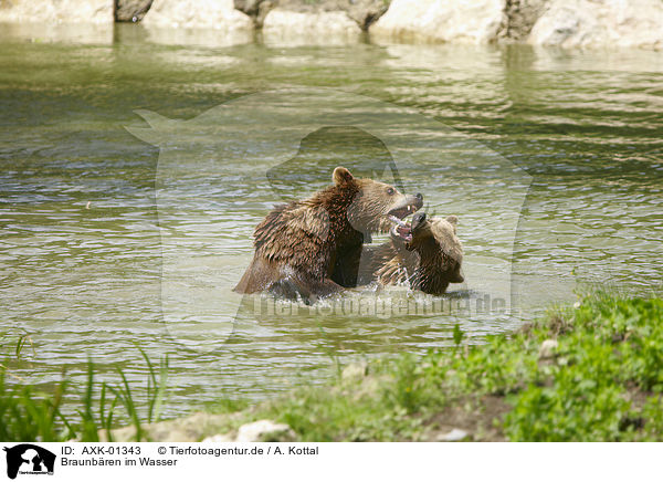 Braunbren im Wasser / Brown Bears in the water / AXK-01343