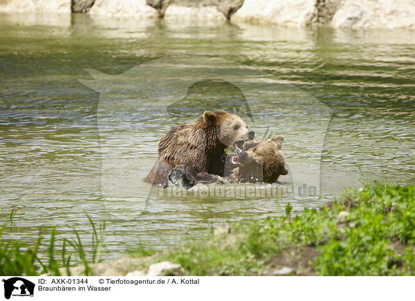 Braunbren im Wasser / AXK-01344