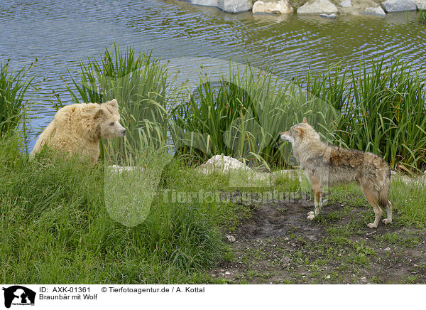 Braunbr mit Wolf / Brown Bear with a wolf / AXK-01361
