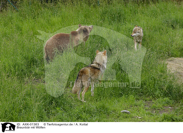 Braunbr mit Wlfen / Brown Bear with wolves / AXK-01363