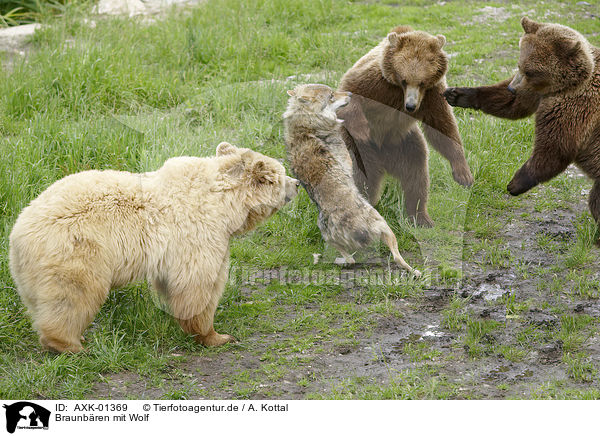 Braunbren mit Wolf / Brown Bears with a wolf / AXK-01369