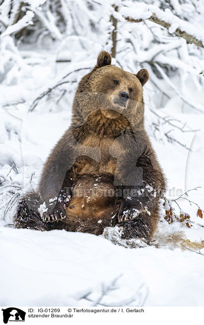 sitzender Braunbr / sitting Brown Bear / IG-01269