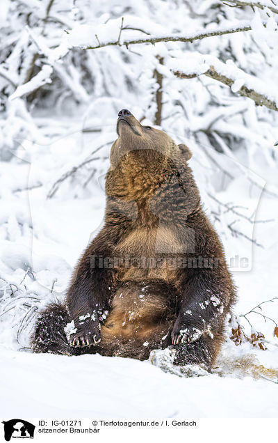 sitzender Braunbr / sitting Brown Bear / IG-01271