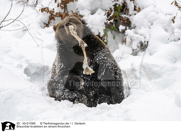 Braunbr knabbert an einem Knochen / IG-01586