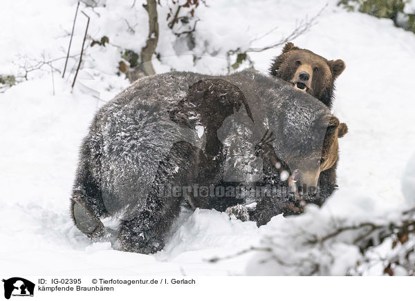kmpfende Braunbren / fighting Brown Bears / IG-02395