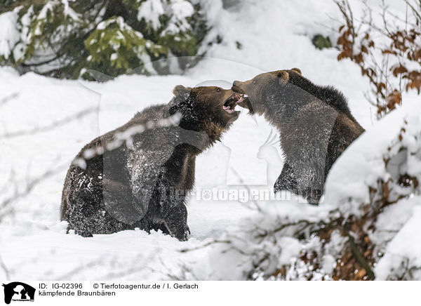 kmpfende Braunbren / fighting Brown Bears / IG-02396