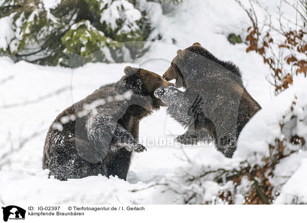 kmpfende Braunbren / fighting Brown Bears / IG-02397