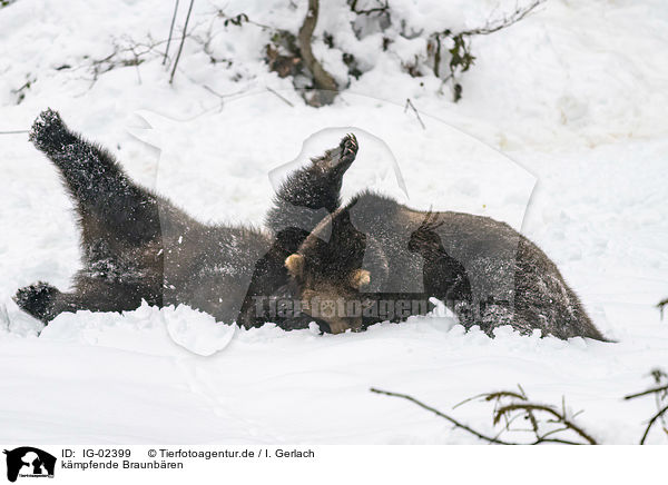 kmpfende Braunbren / fighting Brown Bears / IG-02399