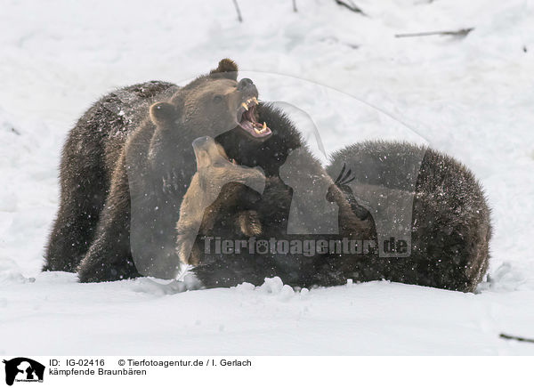 kmpfende Braunbren / fighting Brown Bears / IG-02416