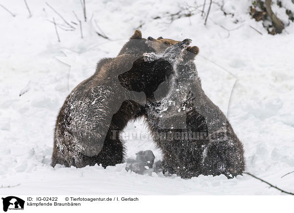 kmpfende Braunbren / fighting Brown Bears / IG-02422