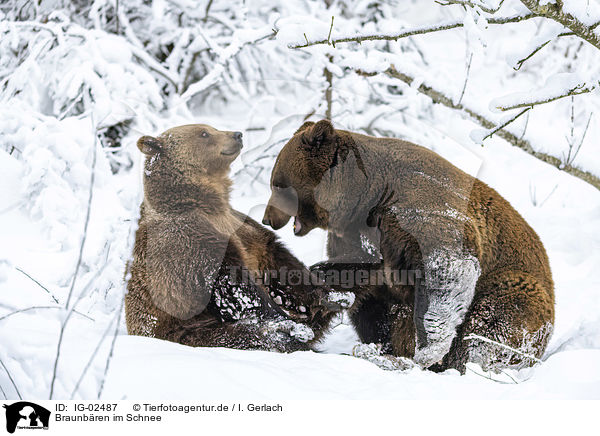 Braunbren im Schnee / IG-02487