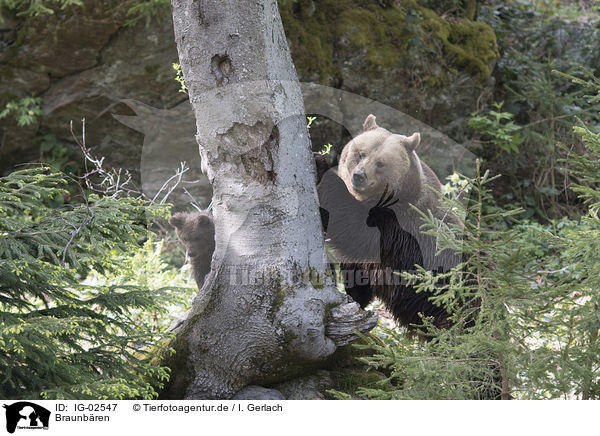 Braunbren / Brown bears / IG-02547