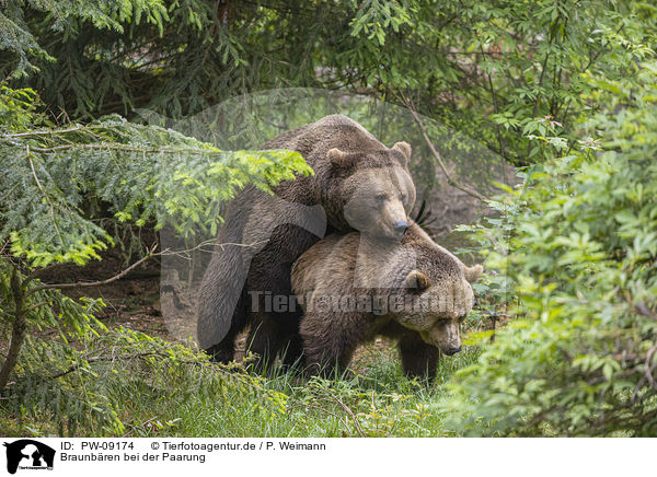 Braunbren bei der Paarung / Brown Bears mating / PW-09174