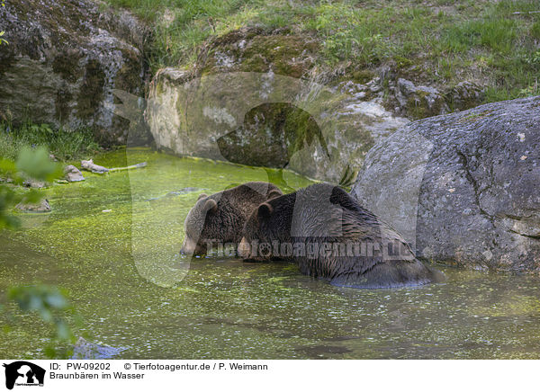 Braunbren im Wasser / PW-09202