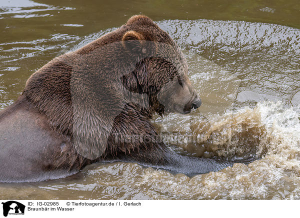 Braunbr im Wasser / brown bear in the water / IG-02985