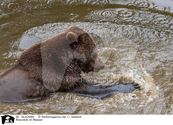 Braunbr im Wasser / brown bear in the water / IG-02986