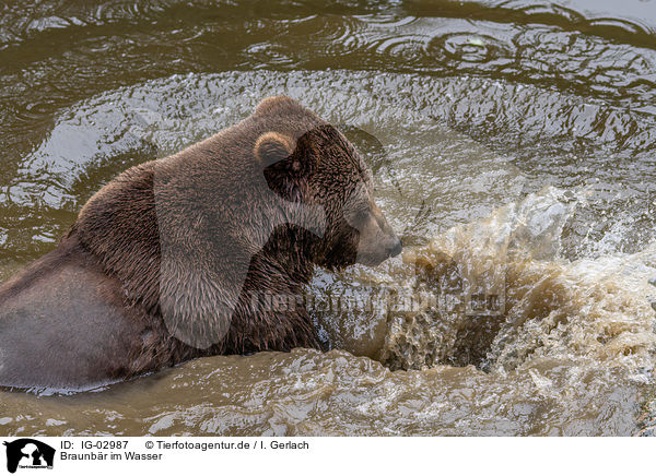 Braunbr im Wasser / brown bear in the water / IG-02987