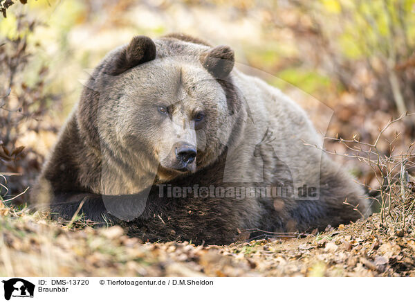 Braunbr / brown bear / DMS-13720