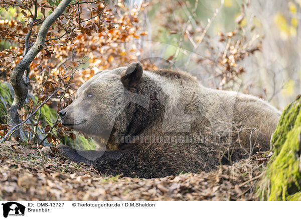 Braunbr / brown bear / DMS-13727