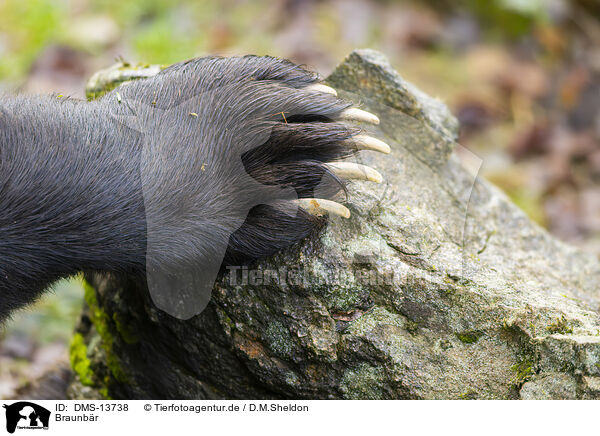 Braunbr / brown bear / DMS-13738