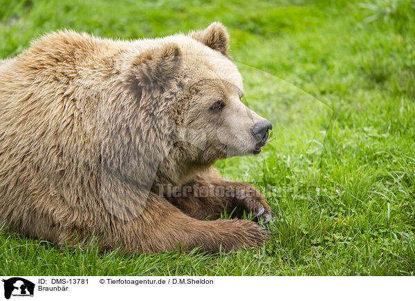 Braunbr / brown bear / DMS-13781