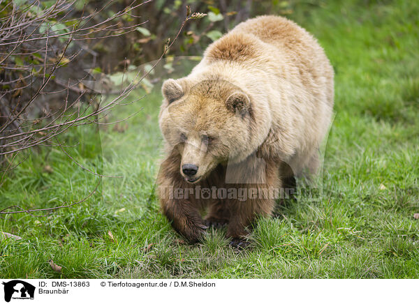 Braunbr / brown bear / DMS-13863