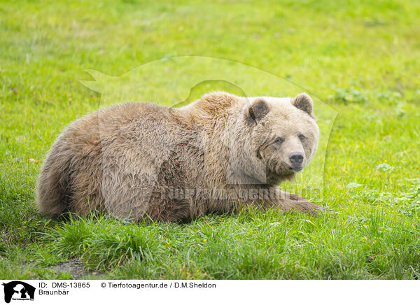 Braunbr / brown bear / DMS-13865