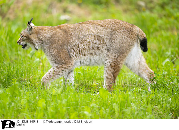 Luchs / DMS-14518