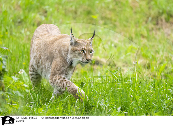 Luchs / DMS-14522
