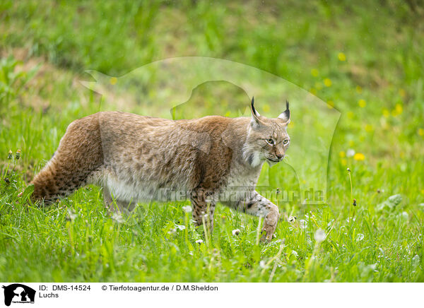 Luchs / DMS-14524