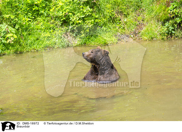 Braunb�r / european brown bear / DMS-18972