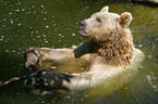 Braunbr im Wasser