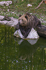 liegender Braunbr