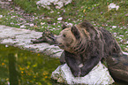 liegender Braunbr