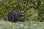 stehender Braunbr