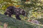 Braunbr