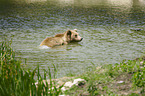 Braunbr im Wasser