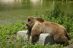 liegender Braunbr