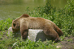 liegender Braunbr