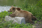 liegender Braunbr