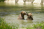Braunbren im Wasser