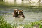 Braunbren im Wasser