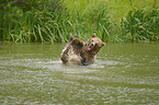Braunbren im Wasser
